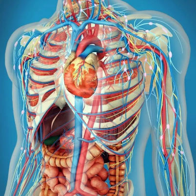 Patologik fiziologi&yacute;a